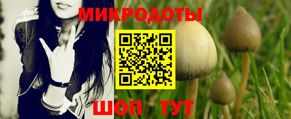 Галлюциногенные грибы Psilocybe Ярославль